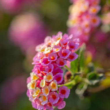 Küçük pembe ve beyaz çiçekler Lantana Camara