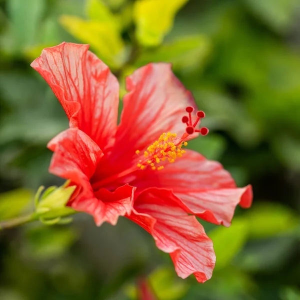 Flor de hibisco rojo sobre un fondo verde. En el jardín tropical. — Foto de Stock