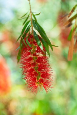 Kırmızı şişe fırçası çiçeği ya da Kızıl Şişe Fırçası. Tropik yemyeşil aslında Avustralya 'ya özgüdür.