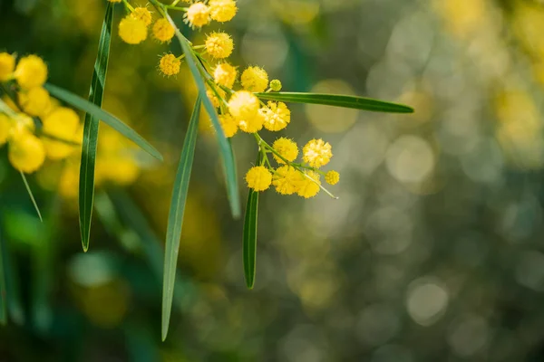 Mimosa tree with bunches of fluffy tender flowers — Stock Photo, Image