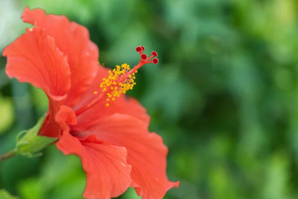 Flor de hibisco rojo sobre un fondo verde. En el jardín tropical. — Foto de Stock