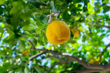 Çiçekli ve meyveli limon dalları