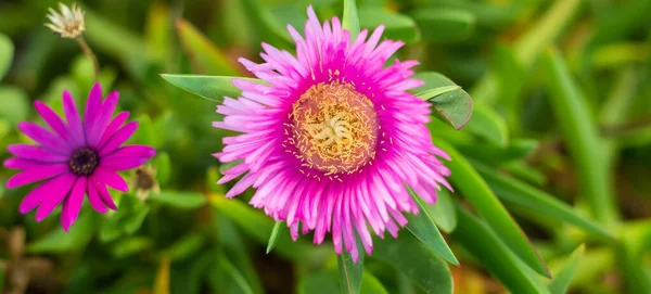 Carpobrotus edulis, a succulent plant on the Mediterranean coast — Stock Photo, Image