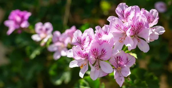 Flores de geranio de jardín rosa en el jardín — Foto de Stock