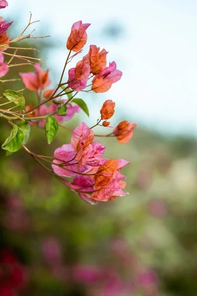 정원에 있는 아름다운 분홍빛 꽃송이. — 스톡 사진