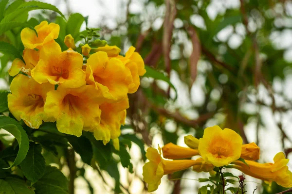 Anciano amarillo, Trumpetbush - Tecoma stans - hermosas flores amarillas florecen en un árbol en el jardín Fotos de stock