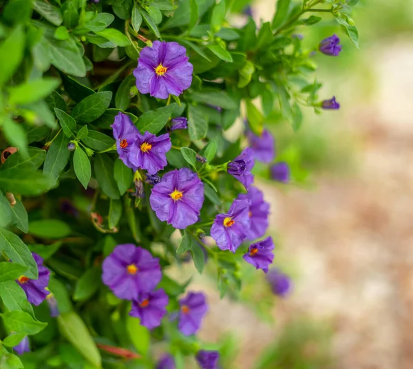 Solanum laciniatum, fleur de morelle bleue dans le jardin — Photo