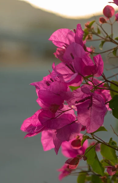 Preciosas flores de buganvillas rosadas en el jardín. — Foto de Stock