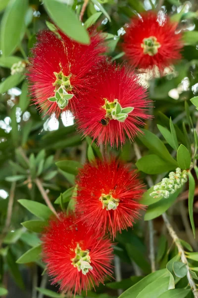 Bottlebrush vermelho flor planta ou Crimson Bottlebrush. O tropical evergreen é originalmente nativo da Austrália — Fotografia de Stock