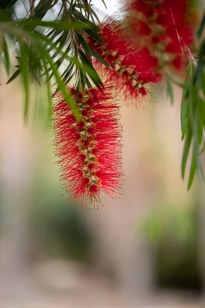 레드 보 틀 브러시 플라워 (Red bottlebrush flower) 또는 크림슨 보 툴 브러시 (Crimson Bottlebrush). 열 대 상록수 의원산지는 오스트레일리아이다 — 스톡 사진