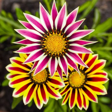 Turuncunun çeşitli tonlarında bir Gazania çiçeği üçlüsü.