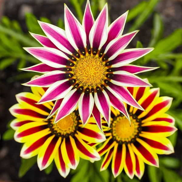 Turuncunun çeşitli tonlarında bir Gazania çiçeği üçlüsü.