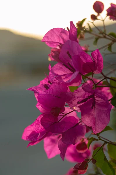 Preciosas flores de buganvillas rosadas en el jardín. — Foto de Stock