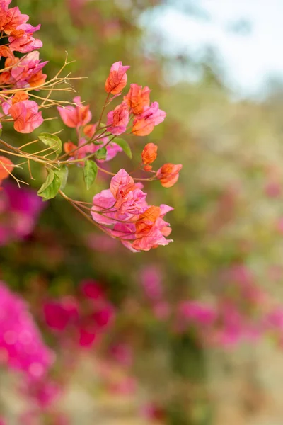 Preciosas flores de buganvillas rosadas en el jardín. — Foto de Stock