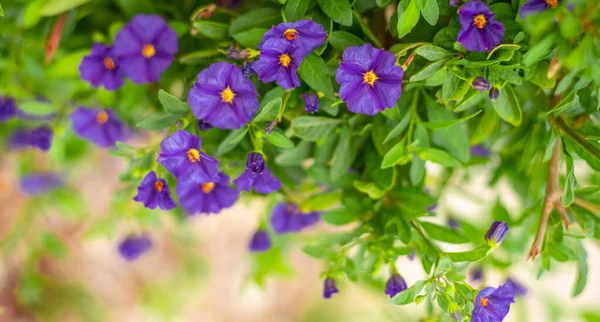 Solanum laciniatum, fleur de morelle bleue dans le jardin — Photo