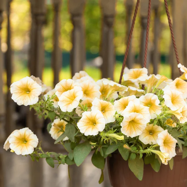 A bush of white petunias hanging in a pot — Stock Photo, Image