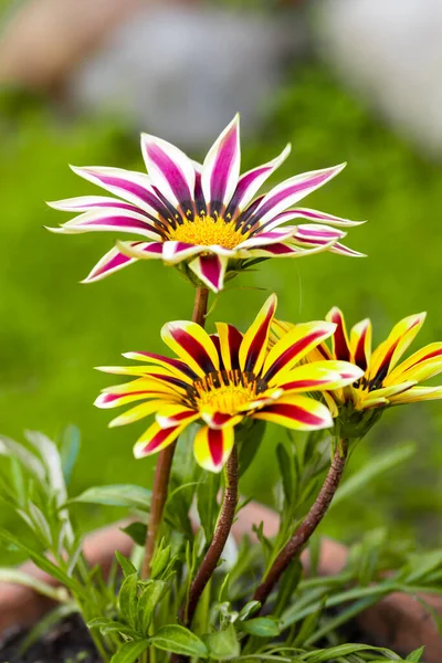 Saksılarda farklı renklerde Gazania çiçekleri — Stok fotoğraf