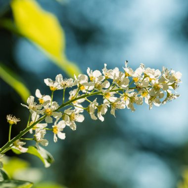 Güneşli bir günde beyaz kiraz çiçekleri
