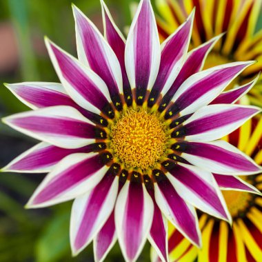 Saksılarda farklı renklerde Gazania çiçekleri