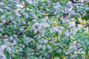 Güneşli bir günde beyaz kiraz çiçekleri
