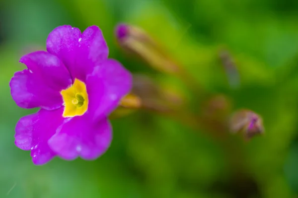 Flores de prímula púrpura florescendo no jardim. — Fotografia de Stock