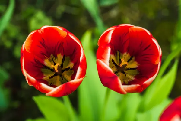 Głowy czerwonych tulipanów z tłokami i prętami — Zdjęcie stockowe