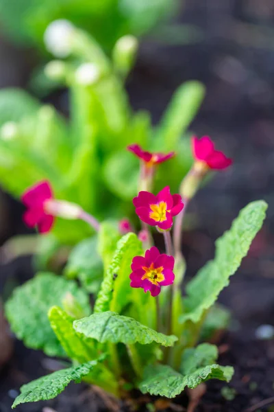 Primavera roja flores de onagra en el jardín — Foto de Stock