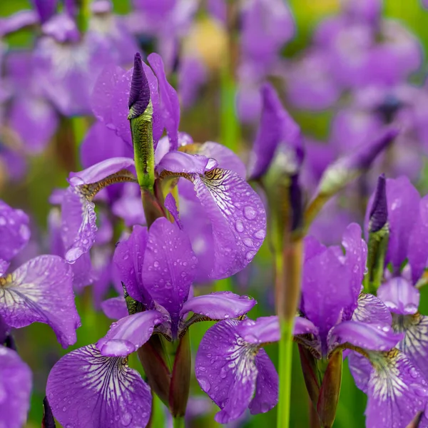 Iris bleus poussant sur un lit de fleurs dans le jardin — Photo