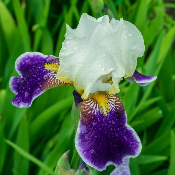 Beau grand iris bleu et blanc — Photo