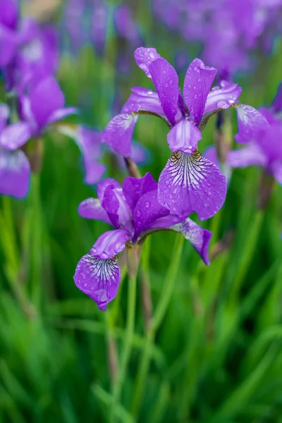 Iris bleus poussant sur un lit de fleurs dans le jardin — Photo