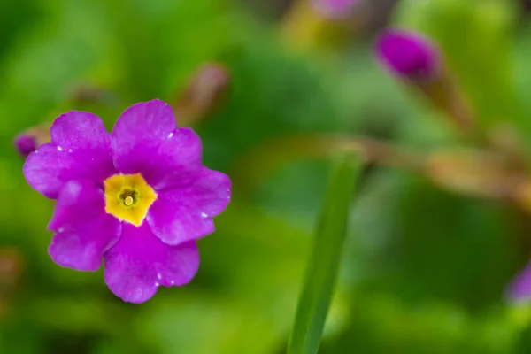 Blooming purple primrose flowers in the garden. — Stock Photo, Image