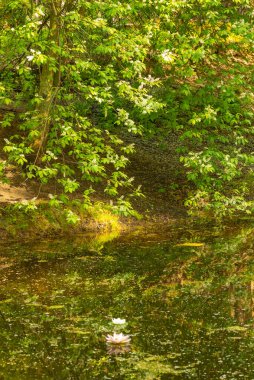 Göletin kıyısındaki kuş kiraz ağaçları, kuş kiraz yapraklarıyla kaplı.