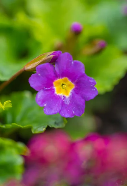 Flores de onagra púrpura en el jardín. — Foto de Stock
