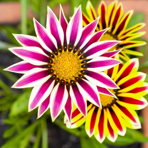 Saksılarda farklı renklerde Gazania çiçekleri