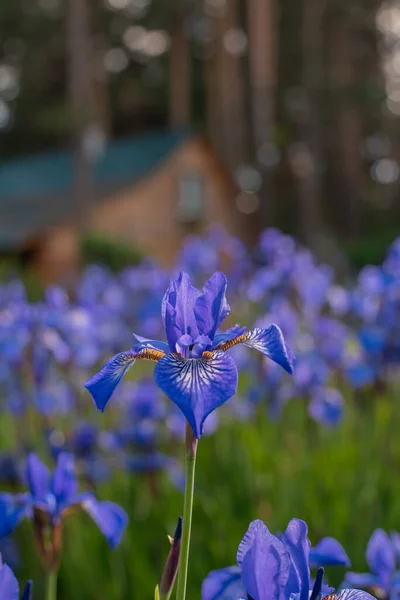 Niebieskie irysy na kwietniku na dziedzińcu domu — Zdjęcie stockowe