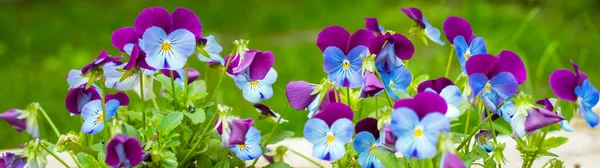 Tricolor bratek kwiat roślin, czas letni — Zdjęcie stockowe