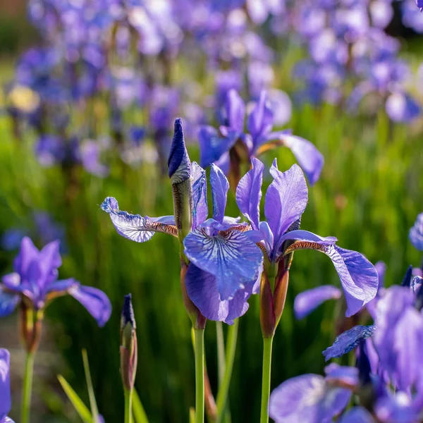 Iris bleus poussant sur un lit de fleurs dans le jardin — Photo