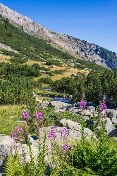 Ivan-te blommor i bergen i Pirin National Park, Bulgarien. — Stockfoto
