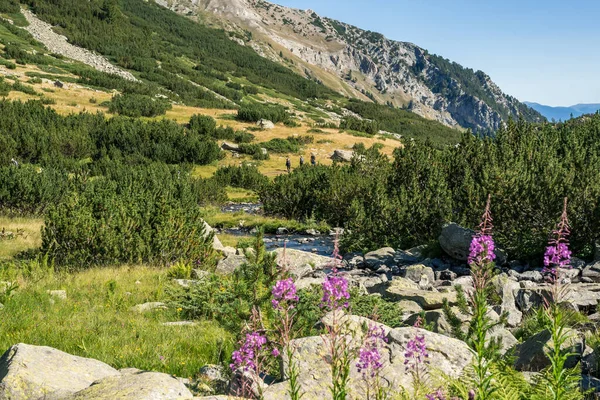 Ivan-teh bunga di pegunungan Pirin Taman Nasional, Bulgaria. — Stok Foto