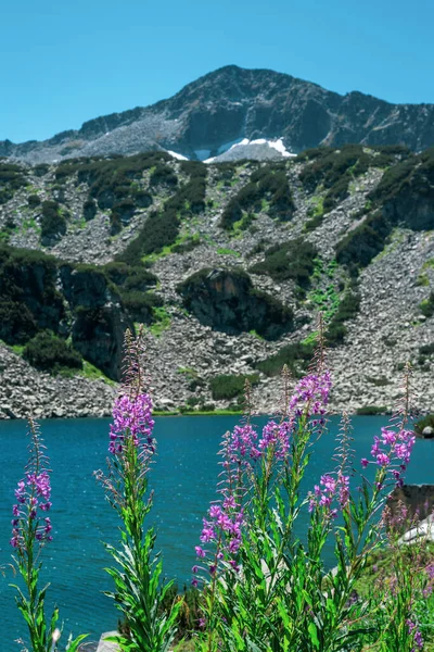 Λουλούδια Ιβάν-τσάι στο φόντο μιας ορεινής λίμνης στο Εθνικό Πάρκο Πιρίν της Βουλγαρίας — Φωτογραφία Αρχείου