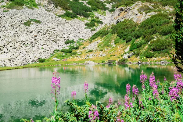 Teblomster i bakgrunnen av en innsjø i Pirin nasjonalpark i Bulgaria. – stockfoto
