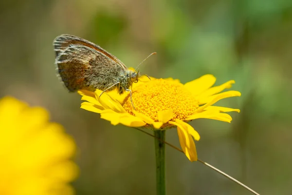 Zomer achtergrond - een vlinder zit op een gele bloem — Stockfoto