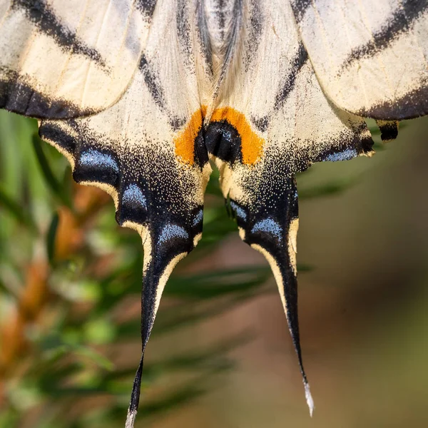 Zbliżenie rzadkiego motyla jaskółkoogonowego -Iphiclides podalirius — Zdjęcie stockowe