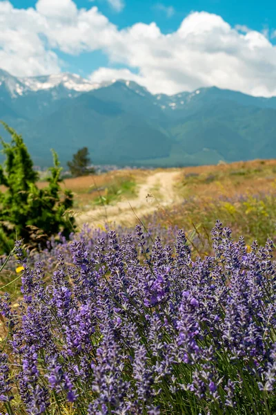 Jalan menuju pegunungan. Lavender di latar depan — Stok Foto