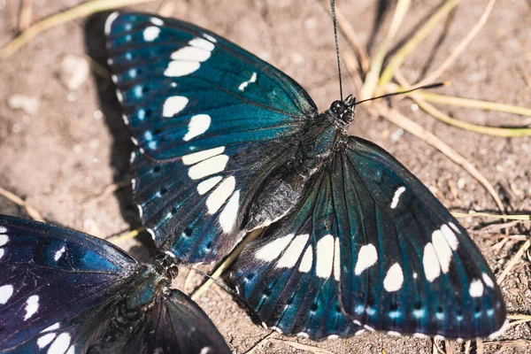 Sul Branco Almirante Limenitis reducta borboleta na terra — Fotografia de Stock