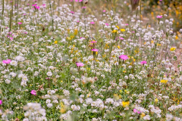 Alpine meadow - white, pink and yellow flowers — Stock Photo, Image