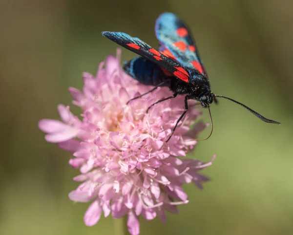 Butterfly Zygaena transalpina with red spots on the flower — Stock Photo, Image