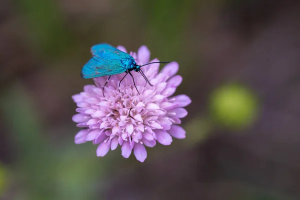 Borboleta azul-turquesa brilhante Estatices de Adscita em uma flor rosa. — Fotografia de Stock