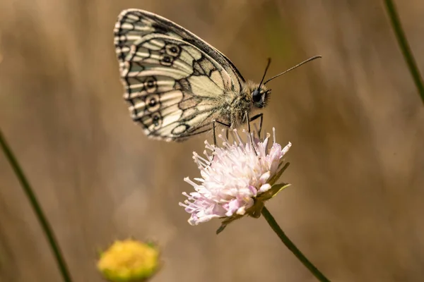 Melanargia galathea, Marmóreo Borboleta branca em flor. — Fotografia de Stock