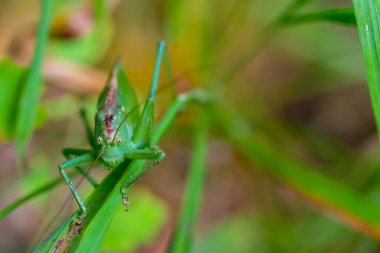 Büyük yeşil çekirge chrysochraon doğal yaşam alanına dağılır..